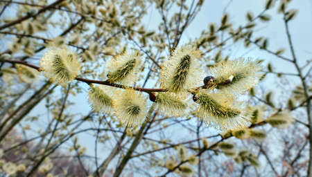 Willow spring flowers close up in Moscow in daytimeの写真素材