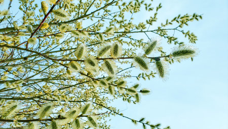 Willow spring flowers close up in Moscow in daytimeの写真素材