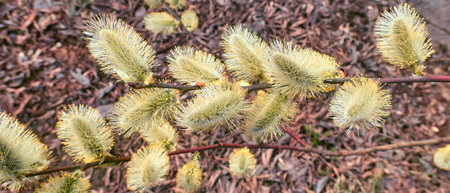 Willow spring flowers close up in Moscow in daytime