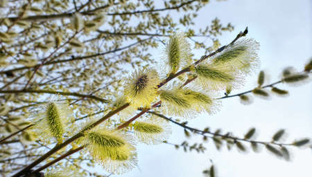Willow spring flowers close up in Moscow in daytimeの写真素材