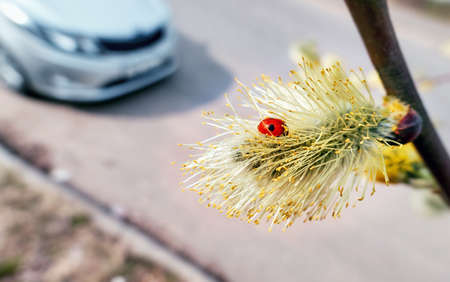 Willow spring flowers and red ladybug close up in Moscow in daytimeの写真素材