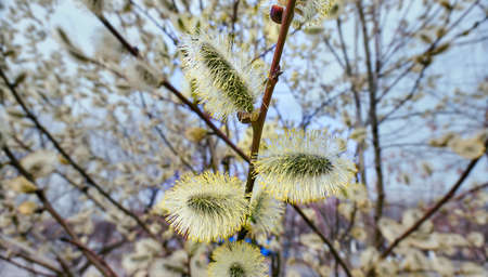 Willow spring flowers close up in Moscow in daytimeの写真素材