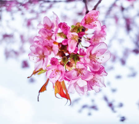 Close up view of pink Moscow sakura in springの写真素材