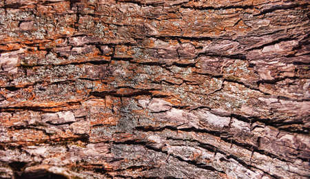 Wooden trunk background under sunlightの写真素材