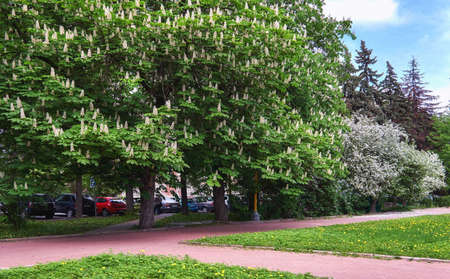 Sunny campus of famous university with blossoming trees in spring Moscowの写真素材
