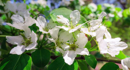 White cherry blossom in public park in Moscow in springの写真素材