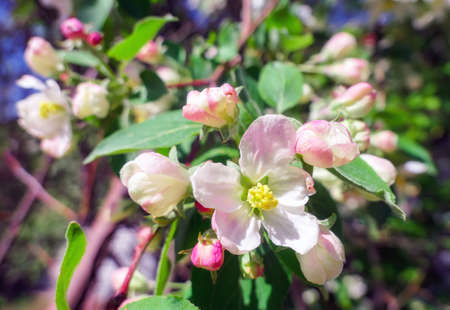 Tender pink apple flowers in sunny public park in Moscowの写真素材