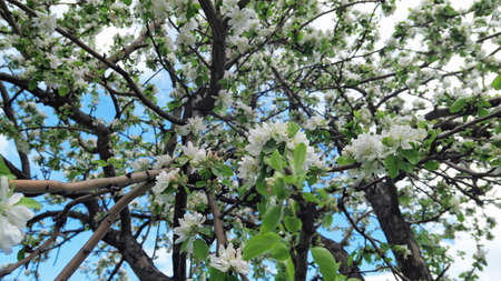 Tender white apple flowers and tree twigs in public park in sunny Moscow