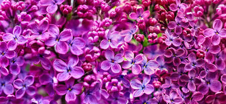Seamless vibrant pattern of spring purple lilac flowers in bloom in sunny Moscow