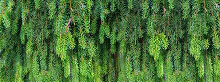 Green background of evergreen tree needles close upの写真素材
