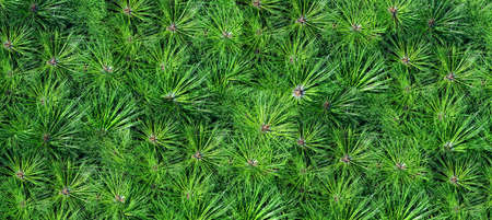 Green background of evergreen tree needles close upの写真素材