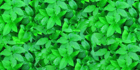 Background of green grass leaves close upの写真素材
