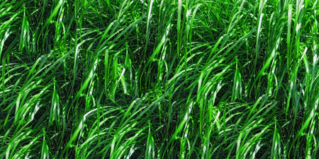 Background of green sunny sedge grass in summerの写真素材