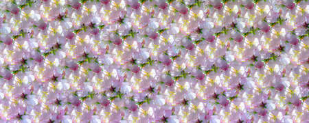 Seamless background of sunny sakura flowers close upの写真素材
