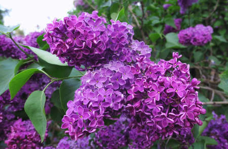 Vibrant pink lilac flowers in spring in botanical garden close upの写真素材