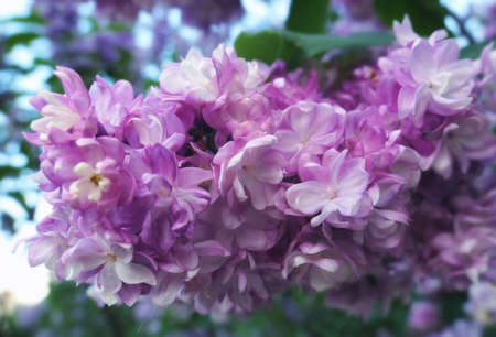 Vibrant pink lilac flowers in spring in botanical garden close upの写真素材