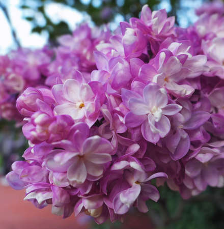 Vibrant pink lilac flowers in spring in botanical garden close upの写真素材