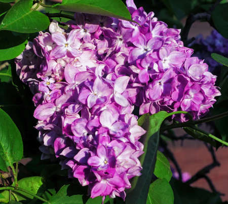 Vibrant pink lilac flowers in spring in botanical garden close upの写真素材