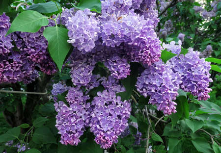 Vibrant pink lilac flowers in spring in botanical garden close upの写真素材