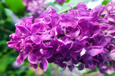 Vibrant pink lilac flowers in spring in botanical garden close upの写真素材