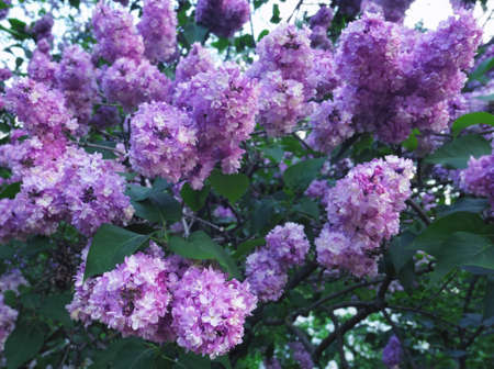 Vibrant pink lilac flowers in spring in botanical garden close upの写真素材