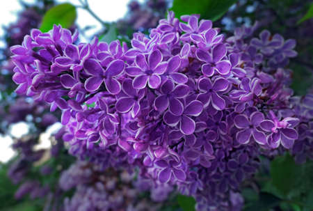 Vibrant pink lilac flowers in spring in botanical garden close upの写真素材
