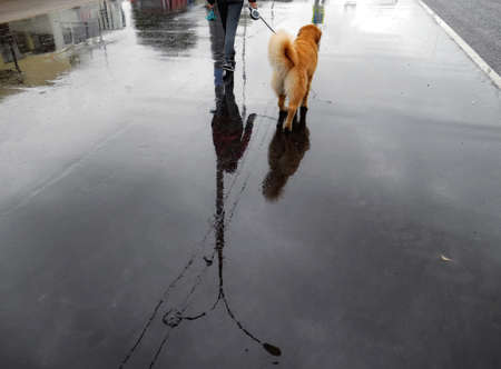 Water reflections of Moscow street in wet rainy asphalt road with walking dog, lady, lamp, wire, building and avenue edgeの写真素材