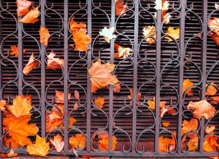 Red orange autumn leaves on rusted iron outlet of building ventilation hoodの写真素材