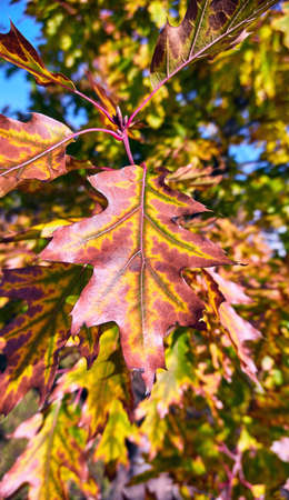Red sunny oak leaves in Moscow park in autumnの写真素材