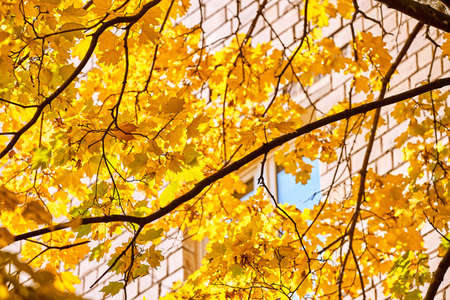 Golden maple trees in Moscow streets in autumnの写真素材