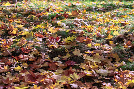 Fallen maple tree leaves in Moscow park in autumn