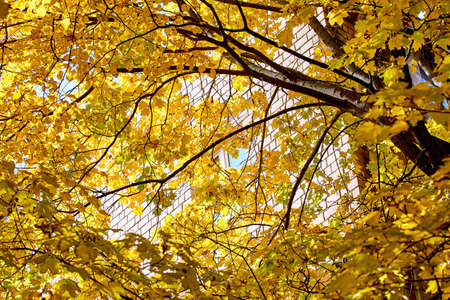 Golden maple trees in Moscow streets in autumnの写真素材