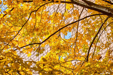 Golden maple trees in Moscow streets in autumnの写真素材