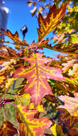 Red sunny oak leaves in Moscow park in autumnの写真素材