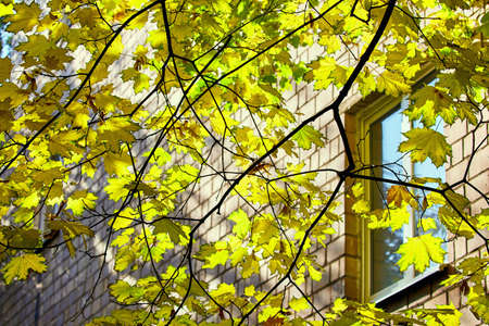 Golden maple trees in Moscow streets in autumnの写真素材