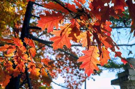 Red sunny oak leaves in Moscow park in autumnの写真素材