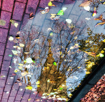 Reflection of famous university skyscraper in autumn pool with fallen leaves in Moscowの写真素材