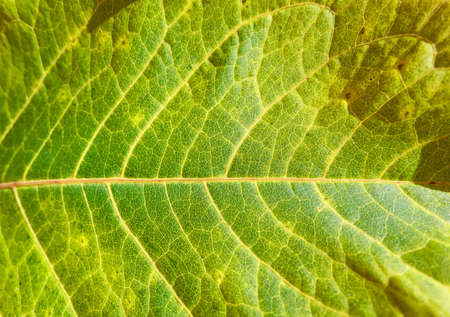 Pattern of autumn yellow green leaf veins close upの写真素材