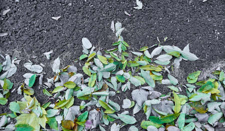 Layer of fallen autumn greenish leaves on asphalt road close up
