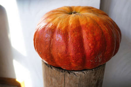 Orange decorative pumpkin on wooden stage in a corner against white wall in Moscow cafe in autumnの写真素材