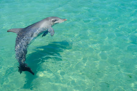 Relaxing dolphin in dolphinarium blue water