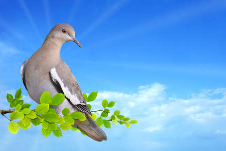 Dove perched on branch against blue sky の写真素材