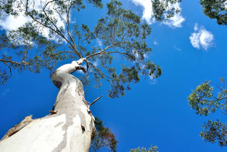 Eucalyptus tree against deep blue summer skyの写真素材
