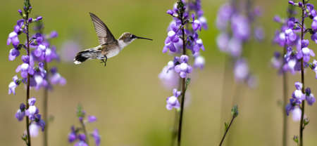 Hummingbird (archilochus colubris) in flight with tropical flowesの写真素材