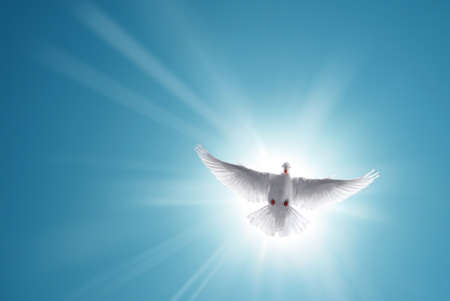 White dove in a blue sky, symbol of faithの写真素材