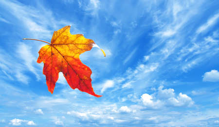 Autumn maple leaf flying away against blue sky with clouds