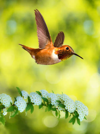 Rufous Hummingbird flying against yellow bluer background vertical imageの写真素材