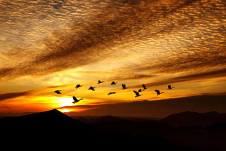 Birds at sunrise or sunset autumn conceptの写真素材