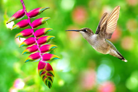 Hummingbird in flight with tropical flower over green backgroundの写真素材