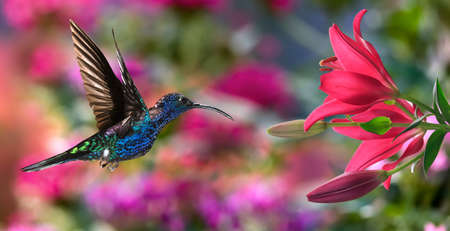 Hummingbird (archilochus colubris) in flight with lily flowersの写真素材